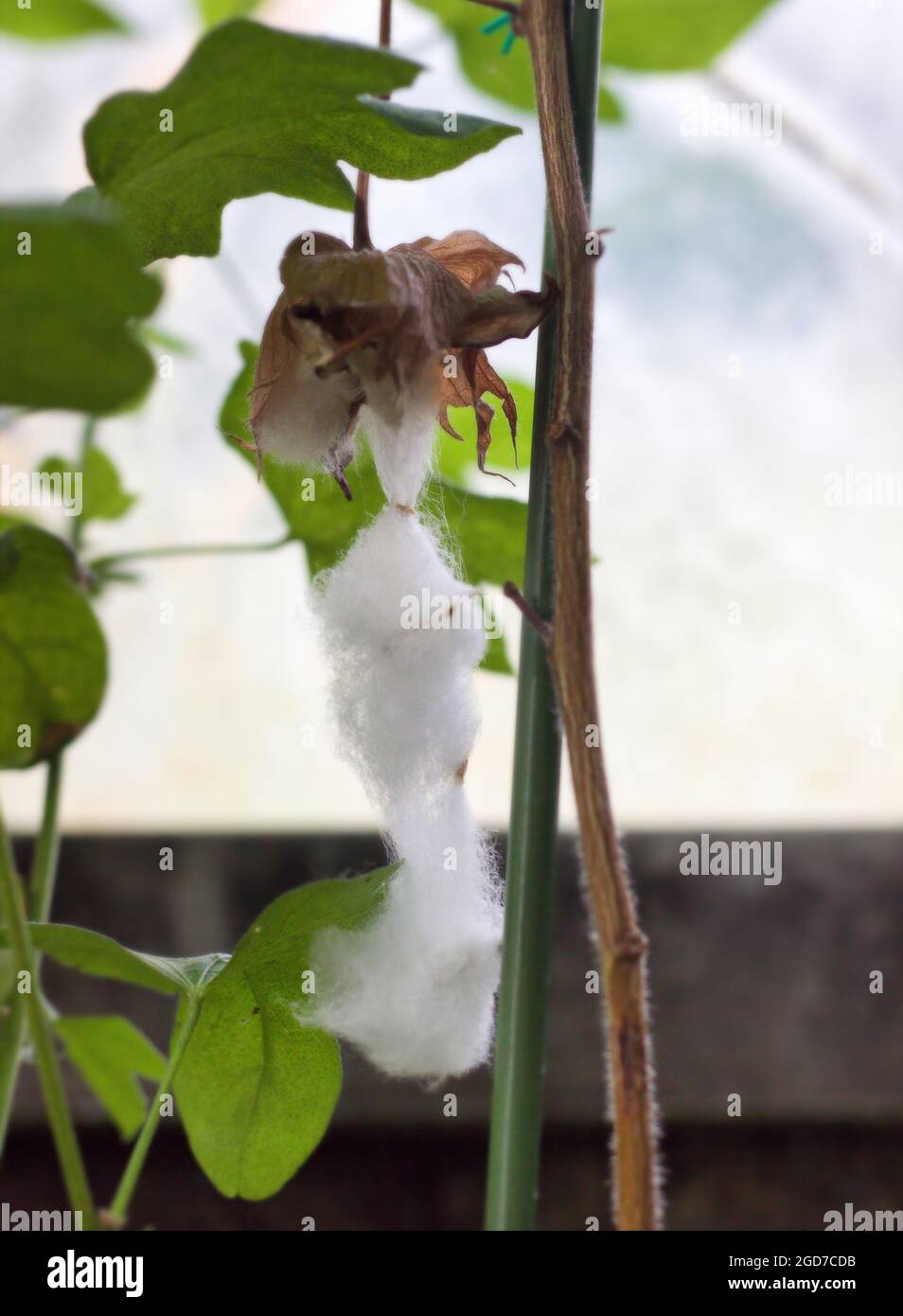 Primo piano di pianta di cotone appartiene al genere Gossypium. Foto Stock