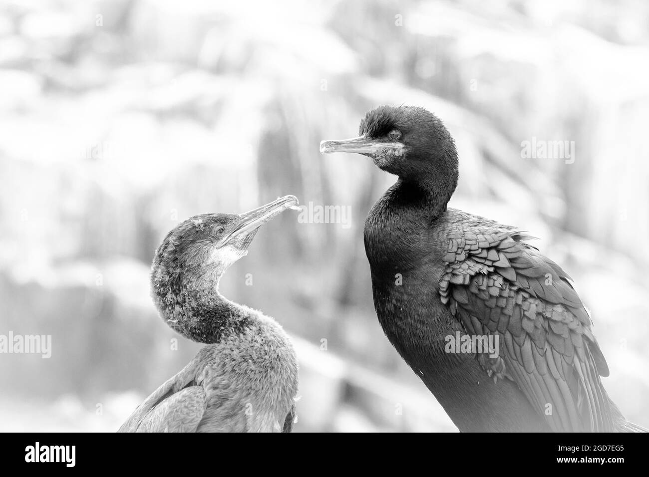 Uno shag adulto (Phalacrocorax aristotelis) si siede con il suo cazzo che aspetta pazientemente sul suo nido di scogliera nella stagione estiva di allevamento Foto Stock