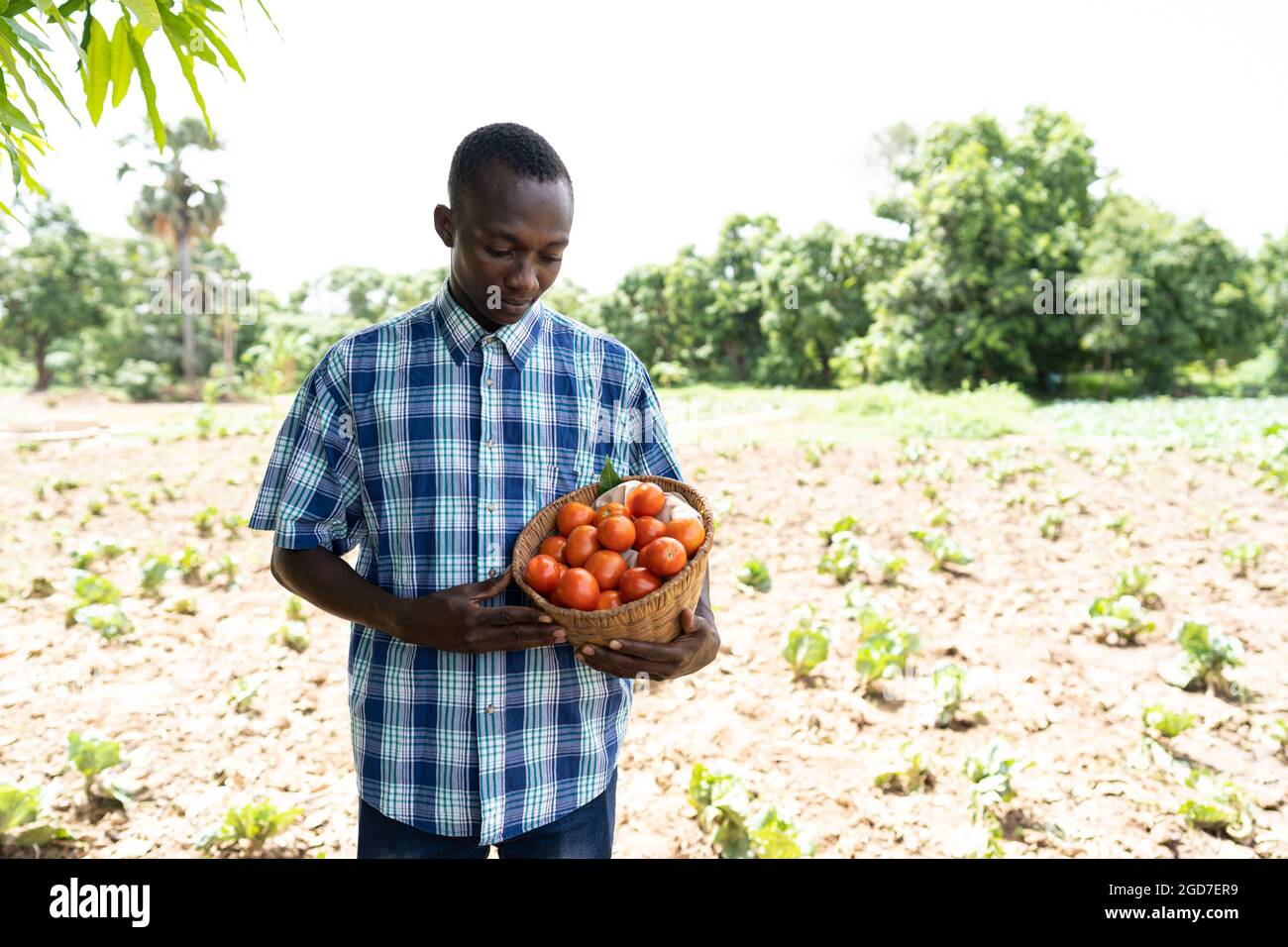 In questa immagine, un giovane contadino nero africano sta guardando soddisfatto di un cestino pieno di pomodori freschi che ha appena raccolto nel suo giardino Foto Stock