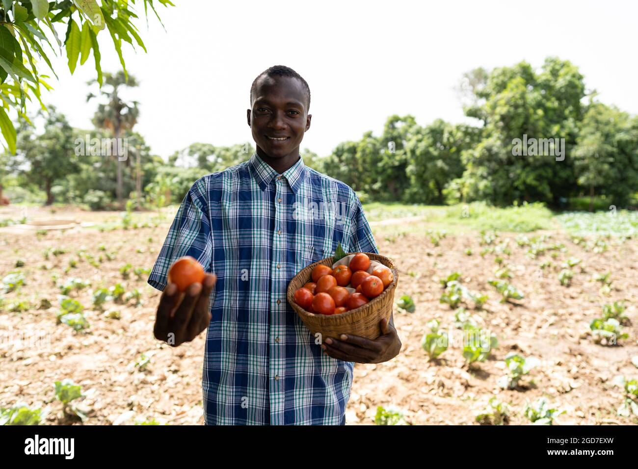Sorridente giovane agricoltore africano con un cesto di paglia di pomodori freschi, in vendita Foto Stock
