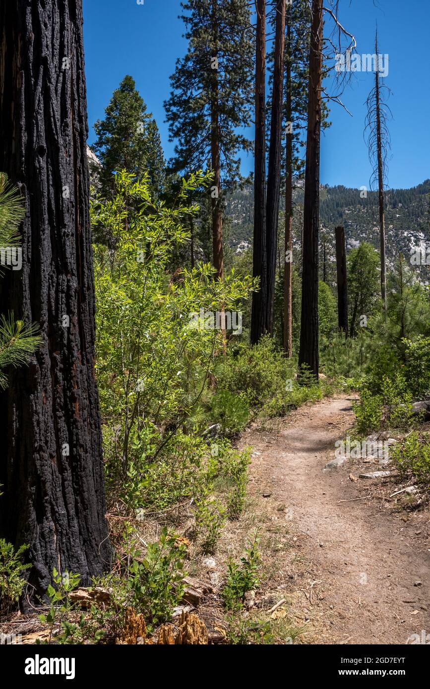 Un pavimento della foresta che si rigenera con una nuova crescita dopo una prescrizione o bruciatura controllata per aiutare a prevenire il fuoco selvatico in Kings Canyon. Il River Trail nel C. Foto Stock