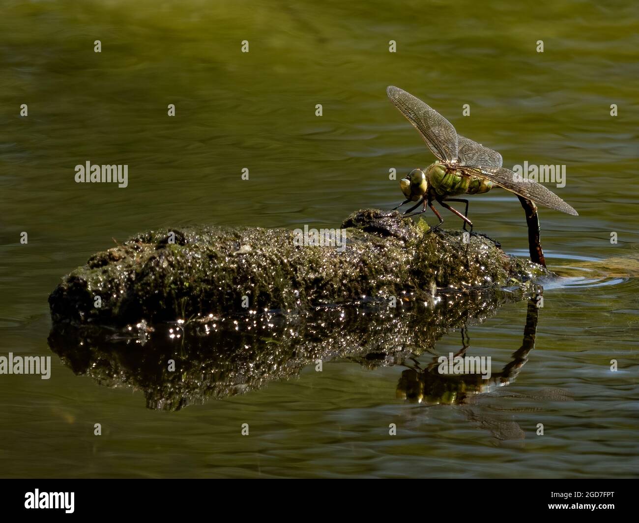 Dragonfly Imperatore femmina (Imperatore Anax) Foto Stock
