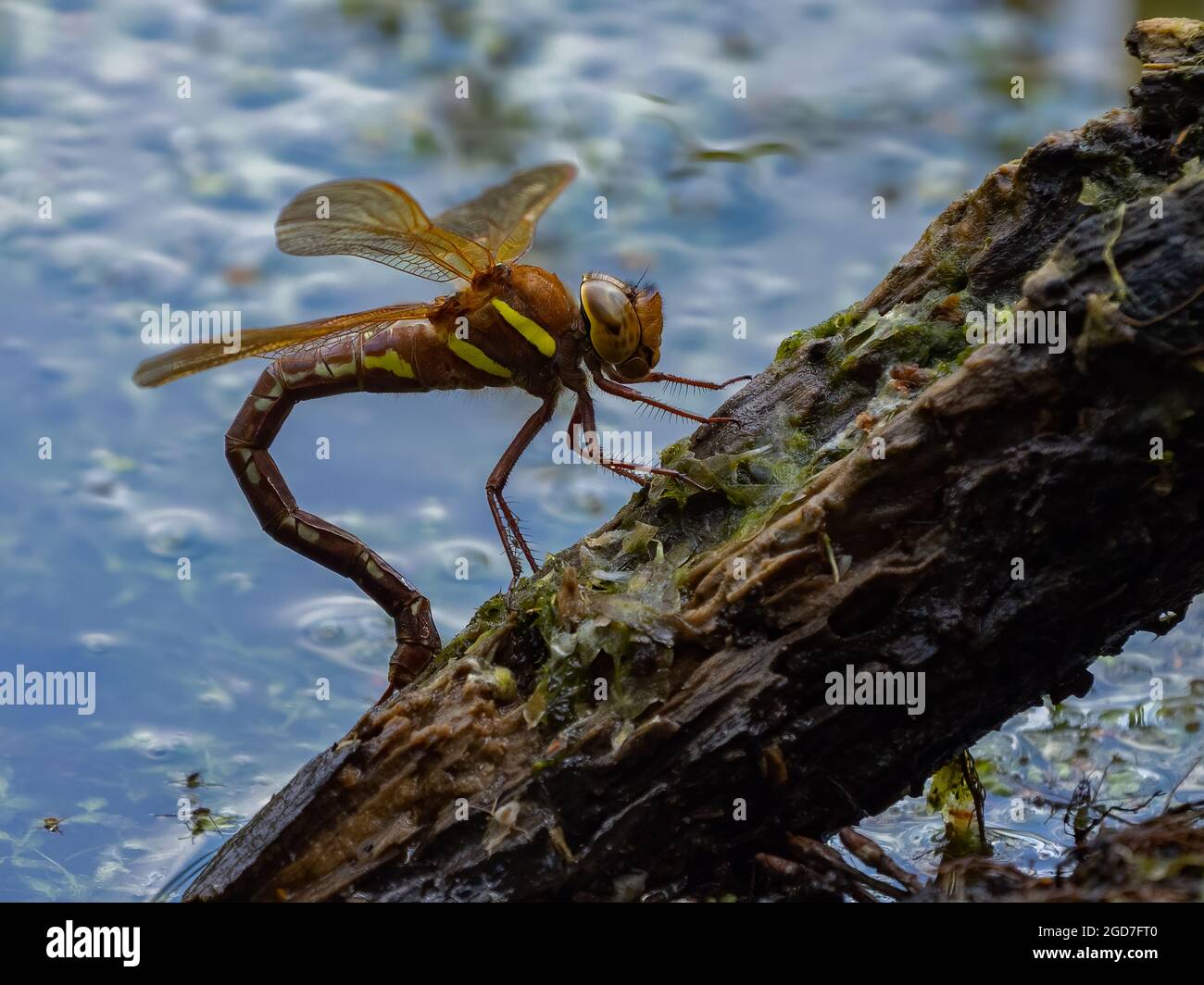 Brown Hawker Dragonfly (Aeshna grandis) Foto Stock