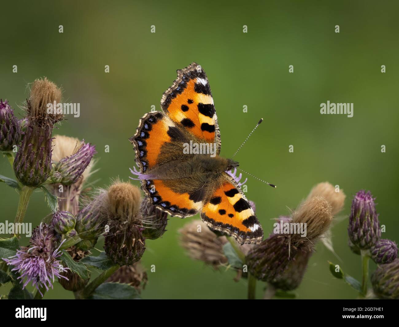 Piccola Tartaruga Butterfly (Aglais urticae) Foto Stock