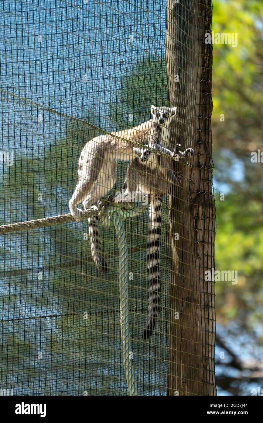 Due lemuri con coda ad anello (Lemur catta) in cattività in uno zoo Foto Stock