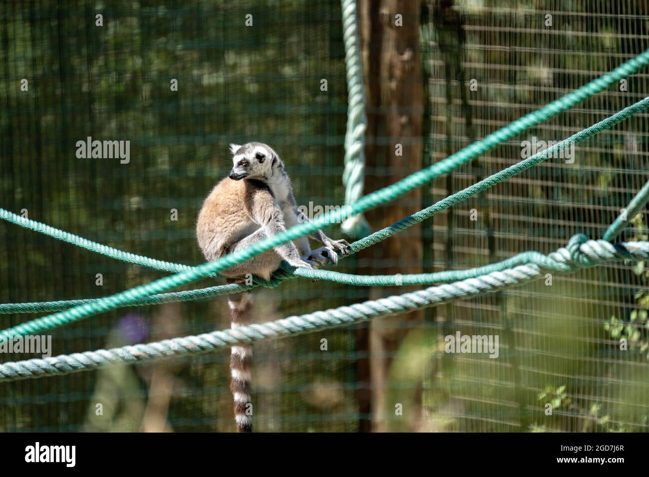 Lemure con coda ad anello (catta di Lemur) in cattività in uno zoo Foto Stock
