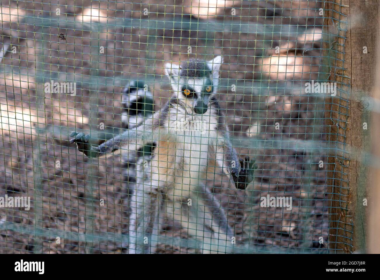 Lemure con coda ad anello (catta di Lemur) in cattività in uno zoo Foto Stock