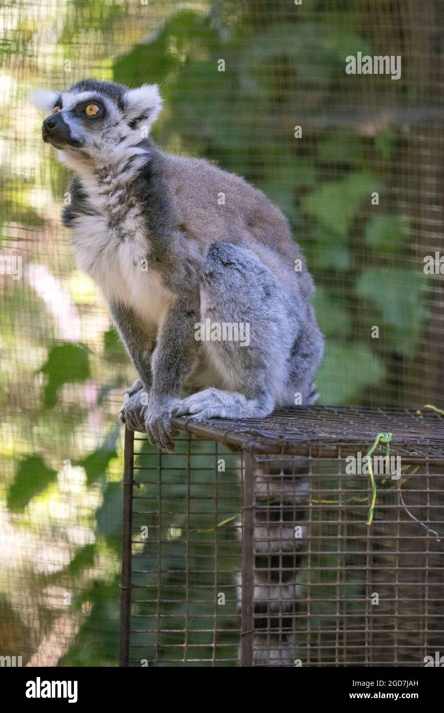 Lemure con coda ad anello (catta di Lemur) in cattività in uno zoo Foto Stock