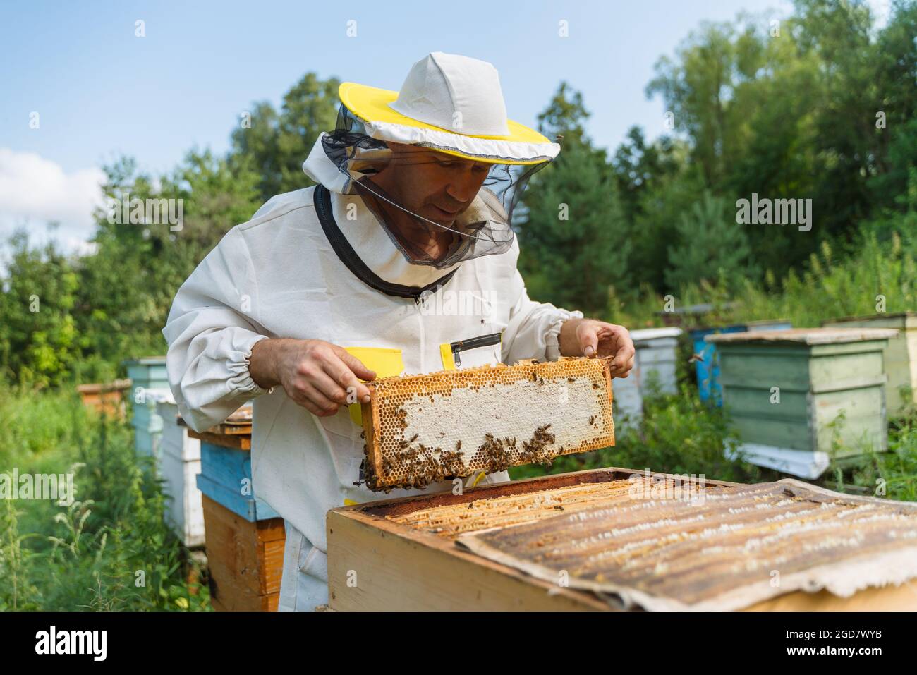 L'apicoltore lavora con le api nell'apiario Foto Stock