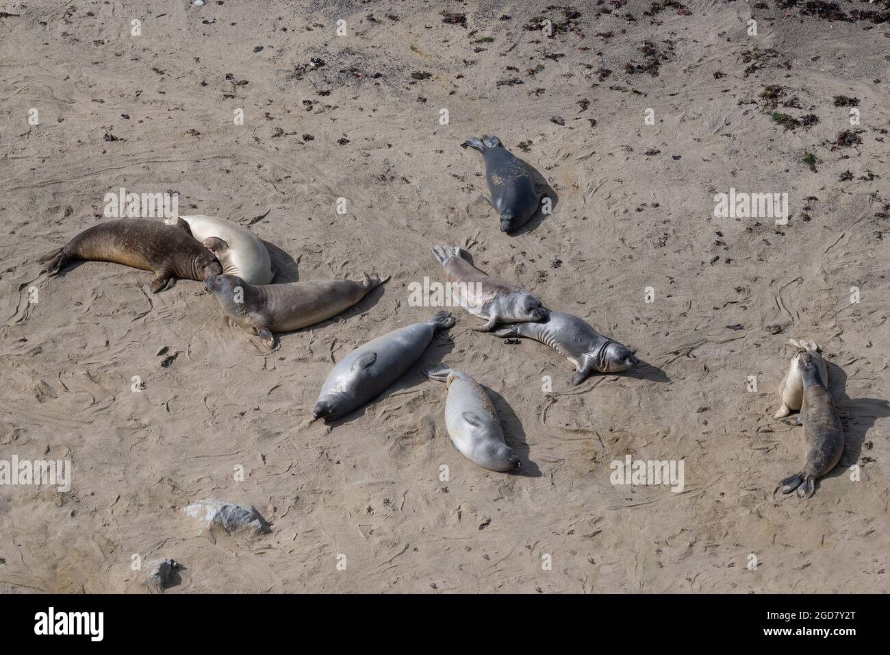 Elefanti foche sulla riva del Point Reyes National Seashore, crogiolarsi al sole - California fauna selvatica, marina Foto Stock