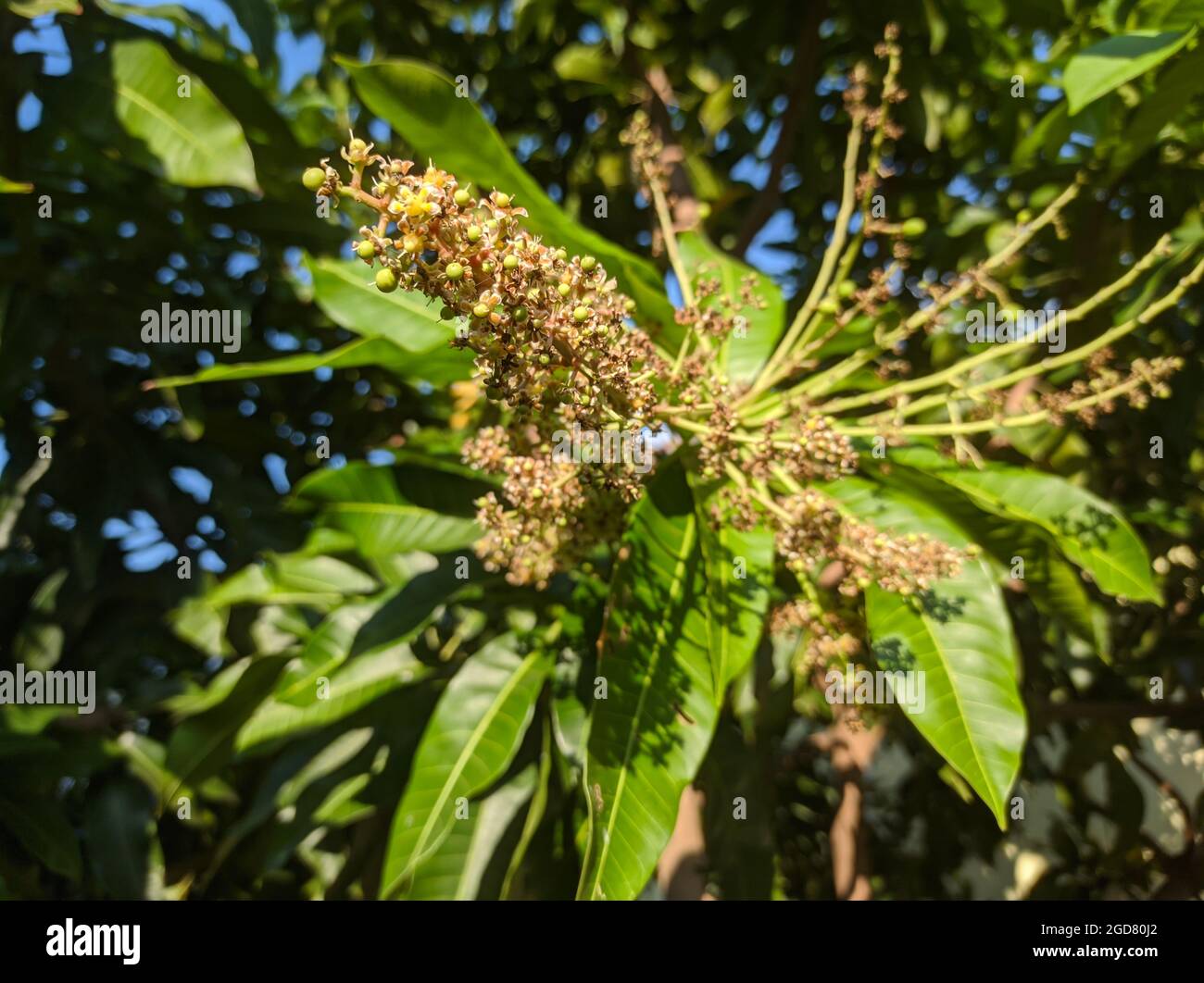 pistil del fiore dal mango Foto Stock