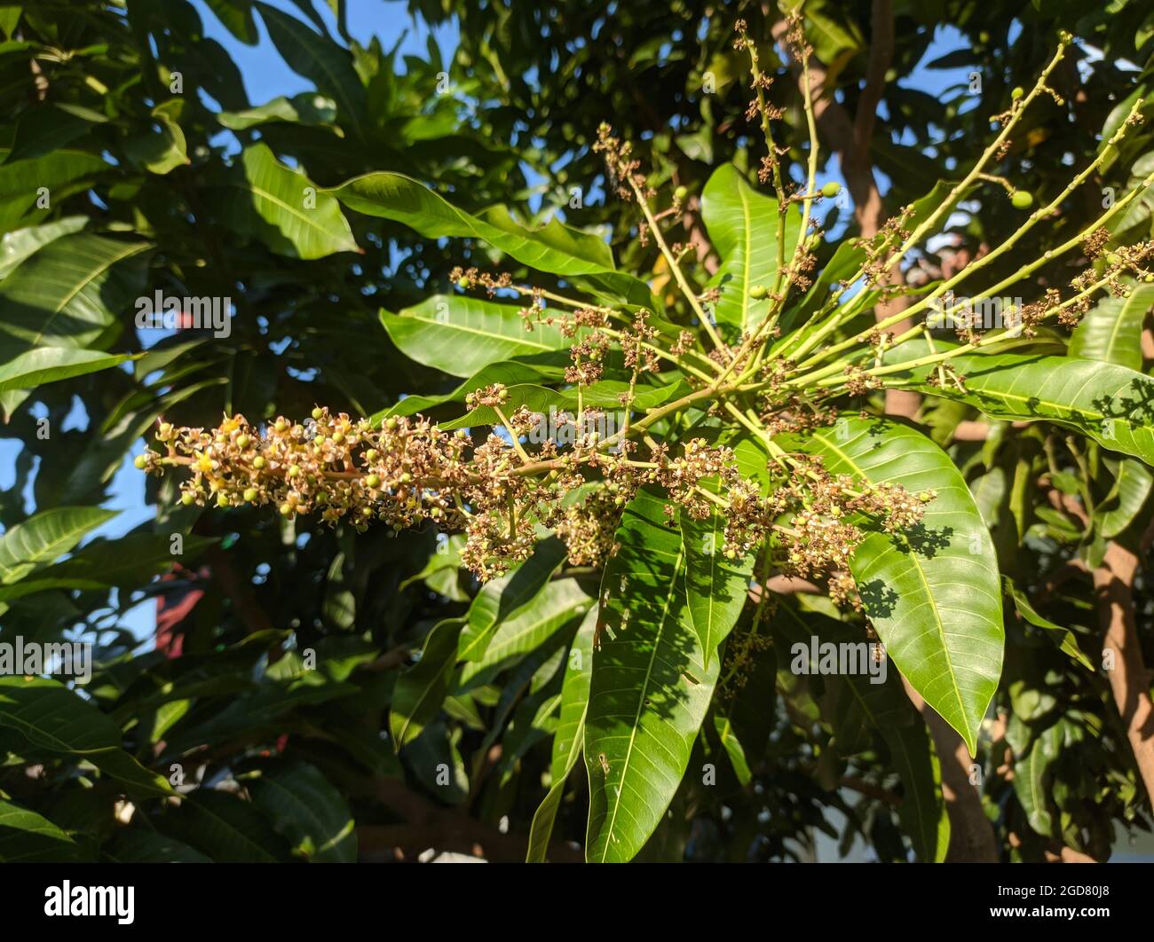 pistil del fiore dal mango Foto Stock