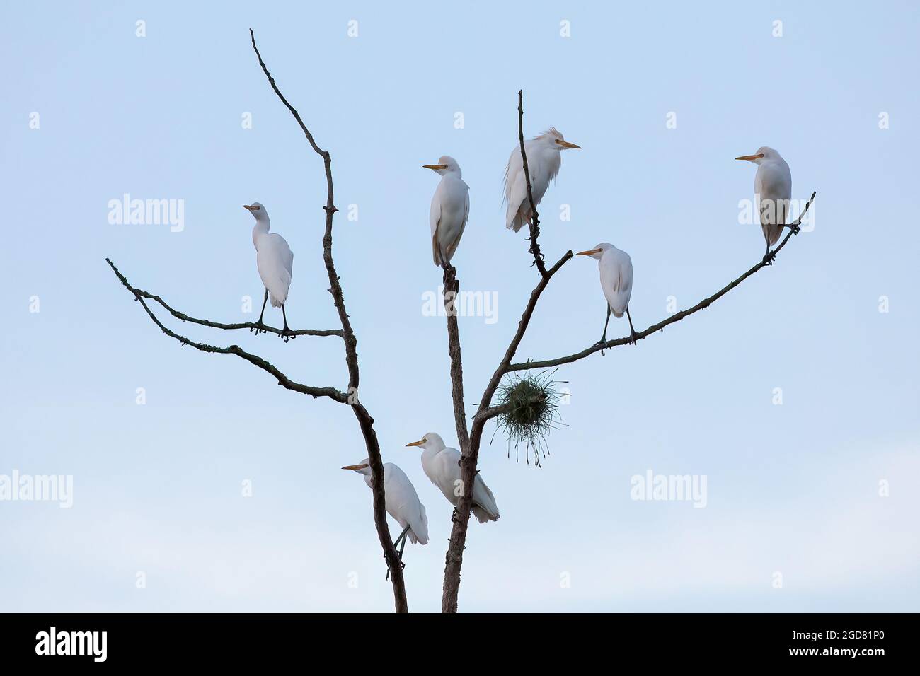 Sette garzette di bestiame (Bubulcus ibis) sono in cima a un albero morto con un cielo limpido sullo sfondo. Foto Stock