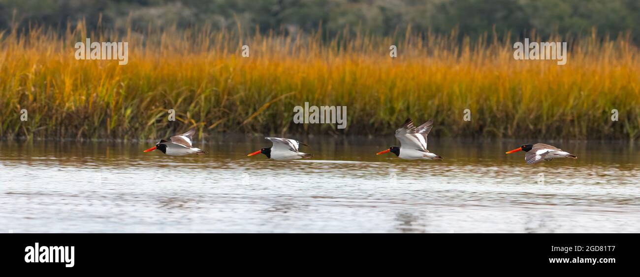 Quattro ostriche americane (Haematopus palliatus) che volano in basso appena sopra l'acqua del fiume Guana. Foto Stock