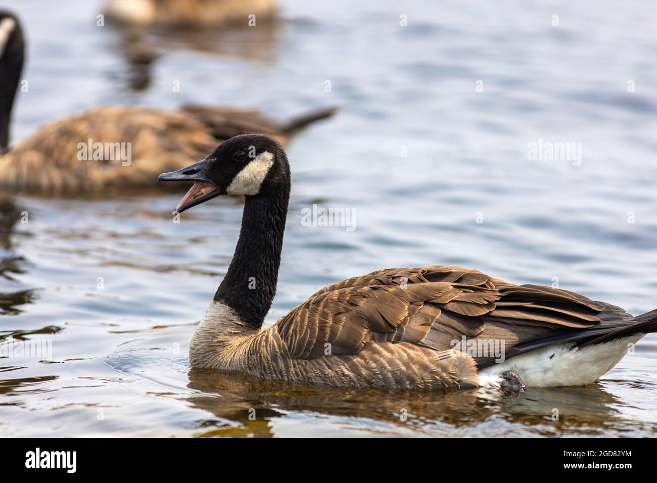 Un'oca del Canada (Branta canadensis) è lonking, con il suo disegno di legge aperto che mostra all'interno della sua bocca, mentre nuota nell'acqua del fiume. Foto Stock