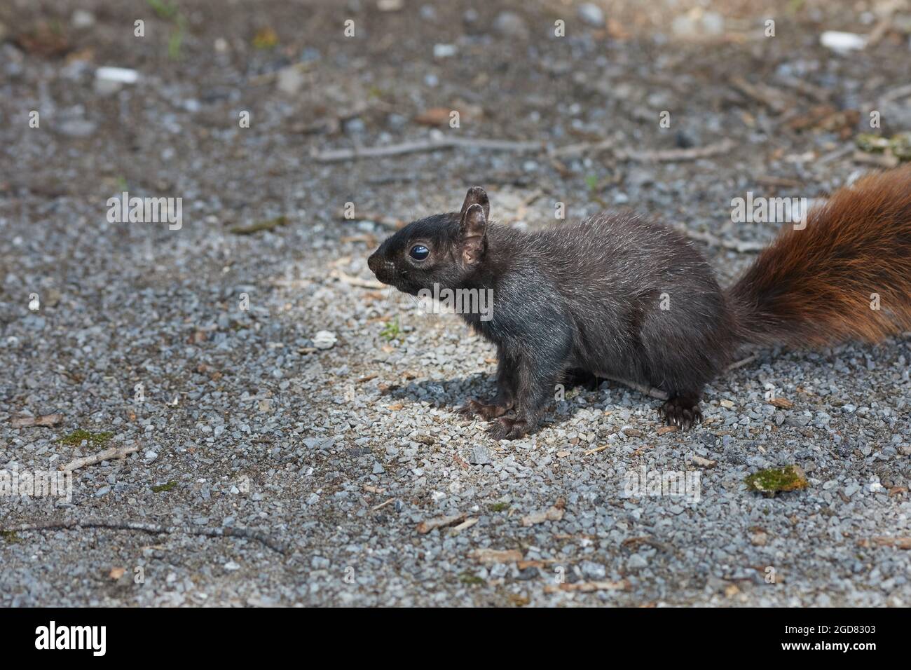 Uno scoiattolo nero con coda rossa si erge sulla ghiaia. Questo animale è una forma melanistica dello scoiattolo grigio orientale (Sciurus carolinensis), avente un var Foto Stock