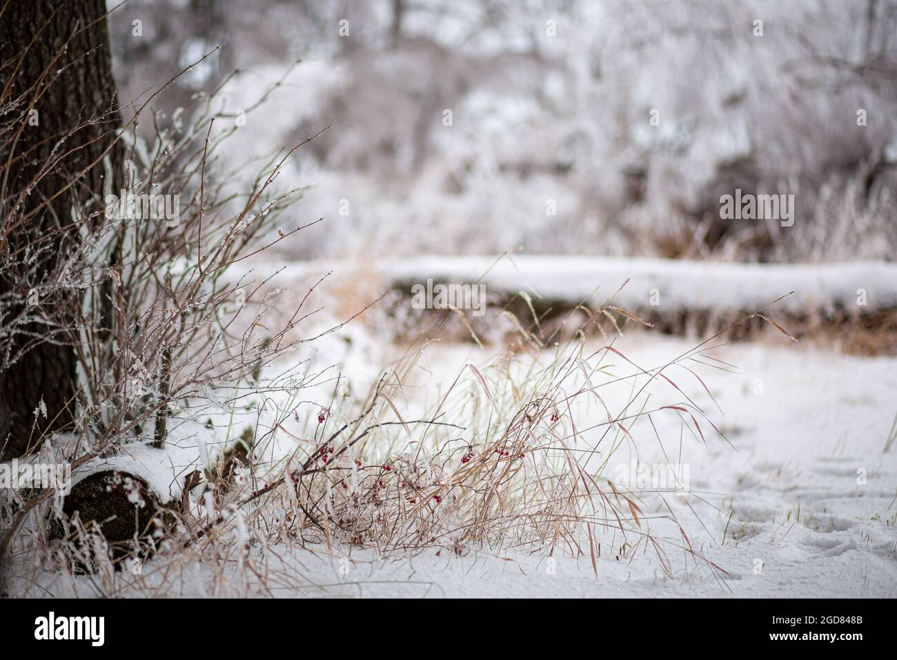 Scena invernale gelida con un tronco innevato e bacche rosse surgelate. Foto Stock