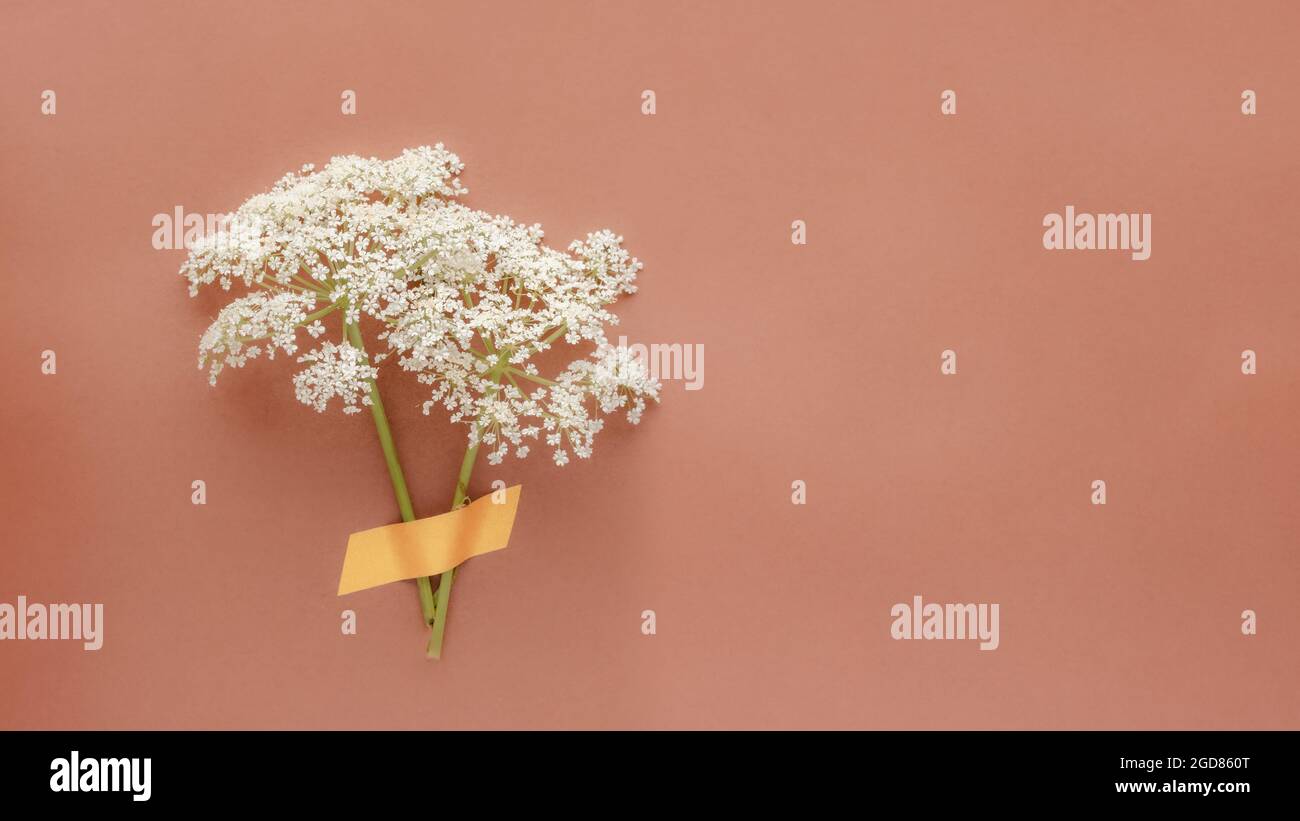 Podagraria di Aegopodium o fiori di ontano macinati su sfondo rosso caldo. Concetto minimo. Foto Stock