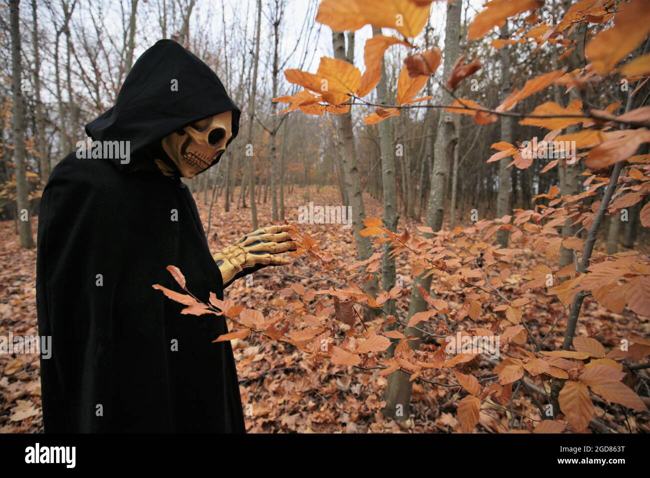 Halloween e horror. Morte nel costume autunnale Forest.Skull Halloween. Autunno tradizionale masquerade e carnevale. Morte nella foresta autunnale Foto Stock