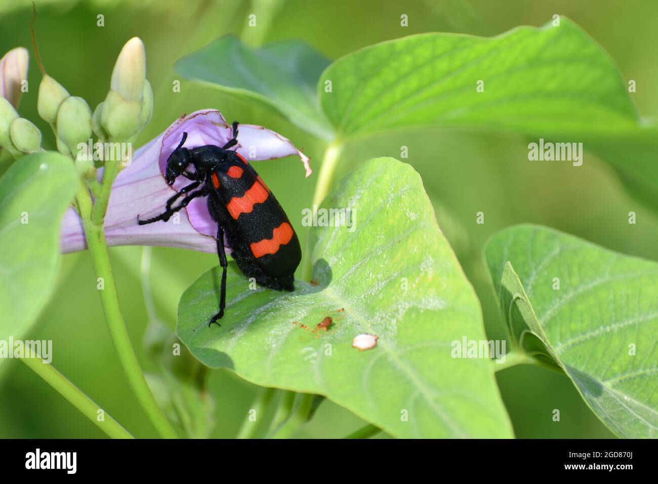 Uno scarabeo blister rosso (Hycleus biundulatus) che si nutre di un fiore glorioso mattutino. Foto Stock