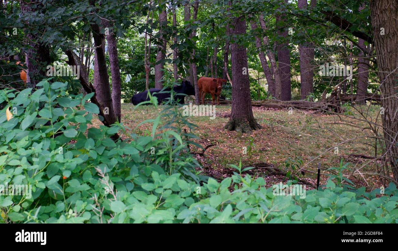Un mucca nera e un vitello marrone nel bosco Foto Stock Un mucca nera e un vitello marrone nel bosco Foto Stock