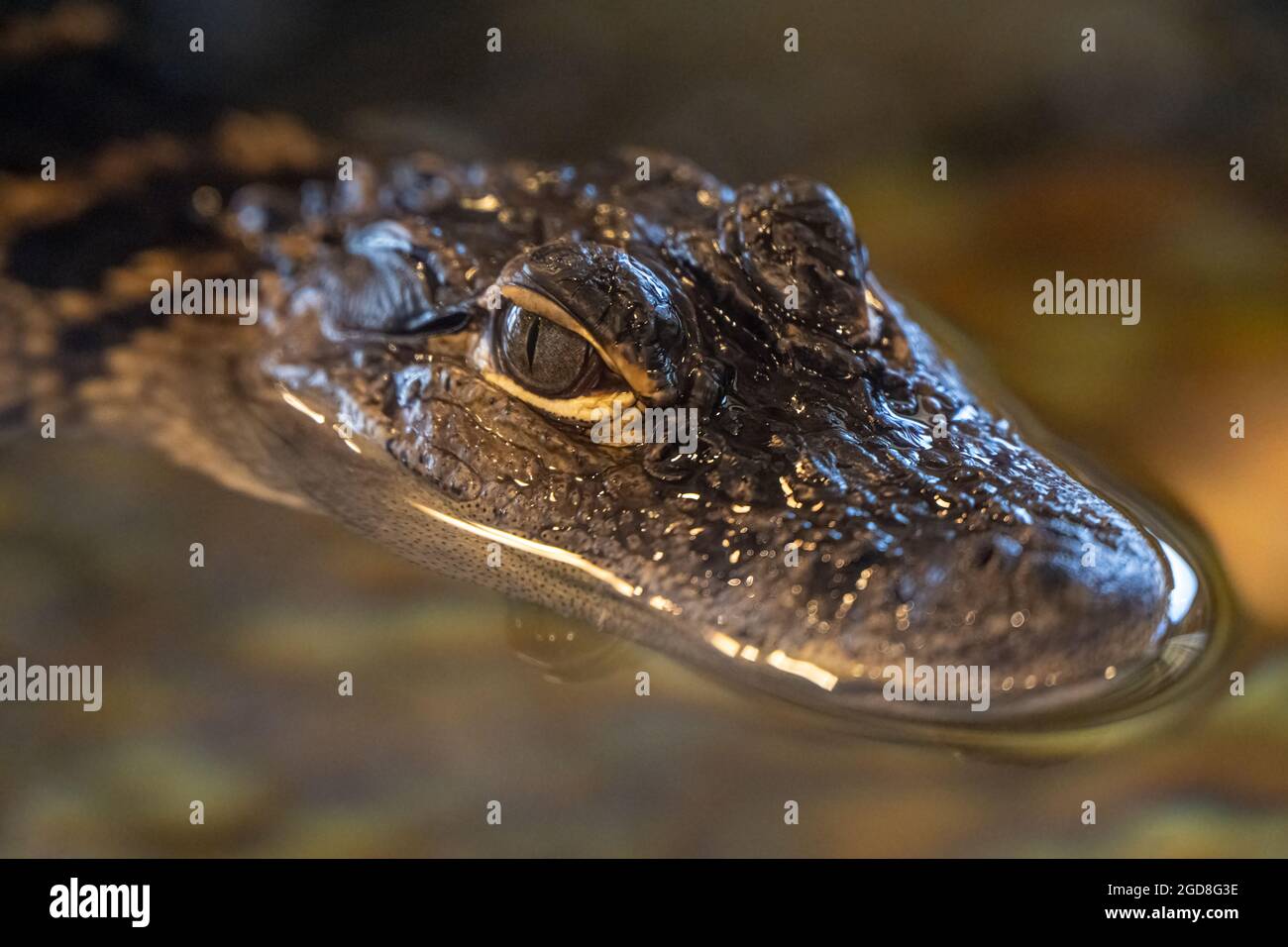Alligatore americano presso il centro visitatori della GTM Research Reserve di Ponte Vedra Beach, Florida. (STATI UNITI) Foto Stock