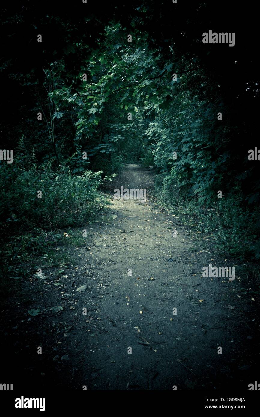 percorso che va in una foresta oscura Foto Stock