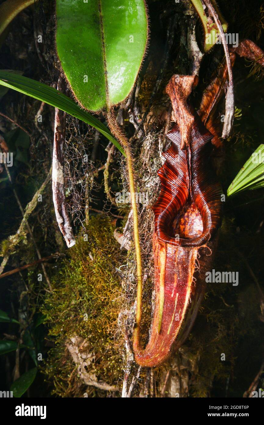 Brocca di nepenthes mollis, pianta carnivora di carpice, Sarawak, Borneo Foto Stock