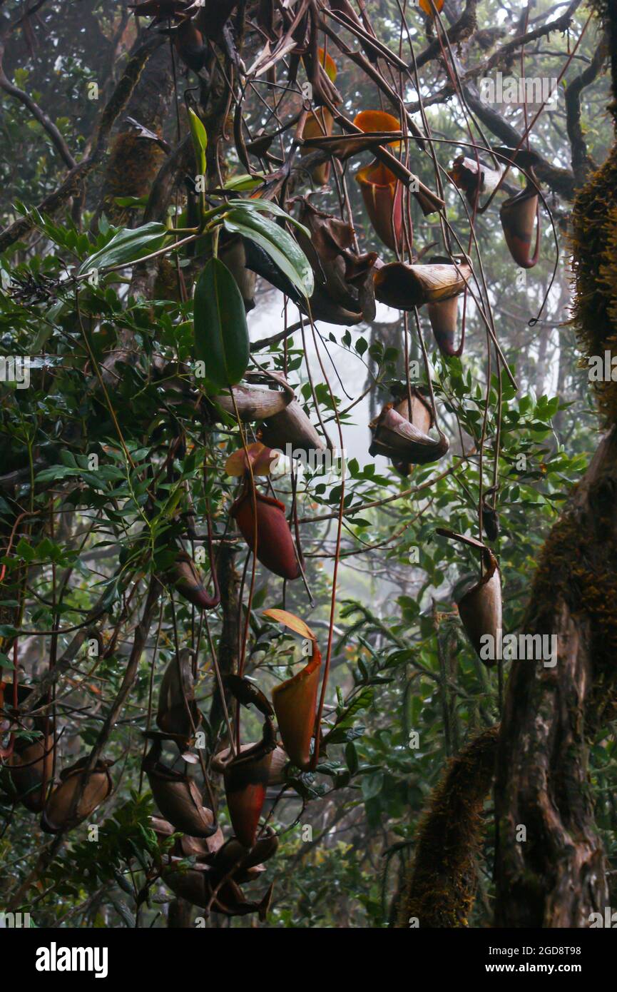 Carnitelle appese della pianta carnivora nepenthes x kinabaluensis, un ibrido naturale, Sabah, Borneo Foto Stock