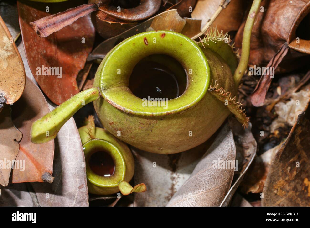 Lanciatore della pianta carnivora del lanciatore Nepenthes ampullaria, Sarawak, Borneo, vista dall'alto Foto Stock