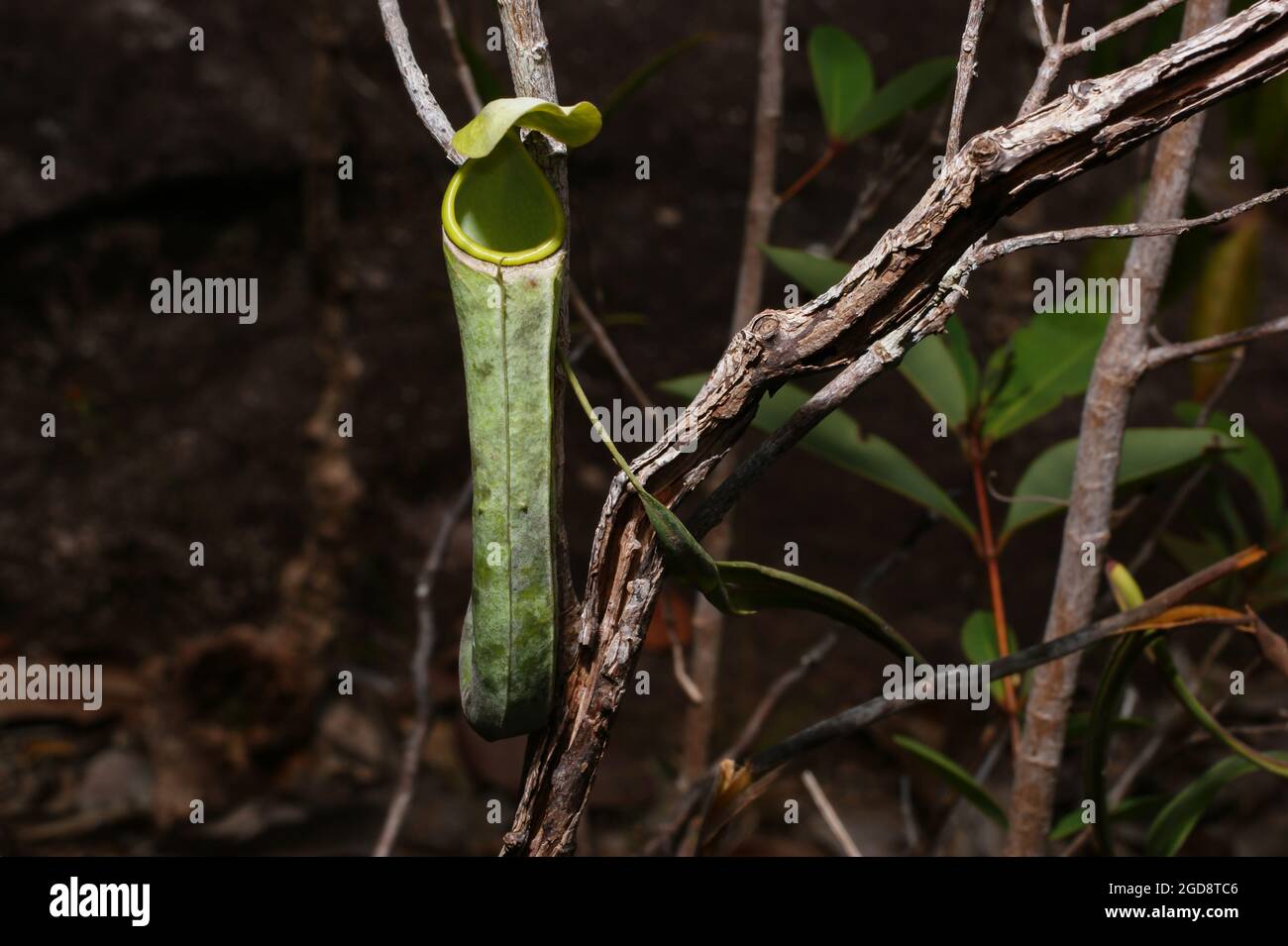 Lanciatore della pianta carnivora di carceri Nepenthes albomarginata con anello bianco, Sarawak, Borneo Foto Stock