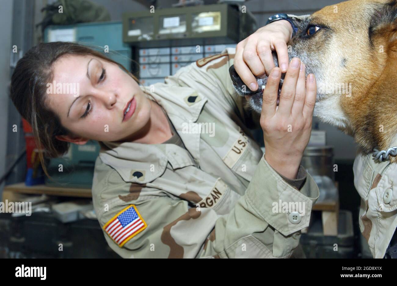 Specialista DELL'esercito DEGLI STATI UNITI (USA) Destiny Morgan, un tecnico veterinario esegue un controllo periodico su Falla, un cane militare di lavoro dell'esercito degli Stati Uniti (USAF), alla base aerea di Tallil (AB), in Iraq, a sostegno della LIBERTÀ delle operazioni IRACHENE. (FOTO USAF DI SSGT CHENZIRA MALLORY 040116-F-1545M-004) Foto Stock