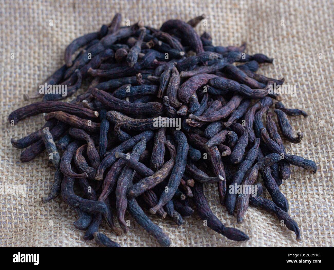 Grani di selim, detto anche pepe negro, che viene usato come spezie in Africa Foto Stock