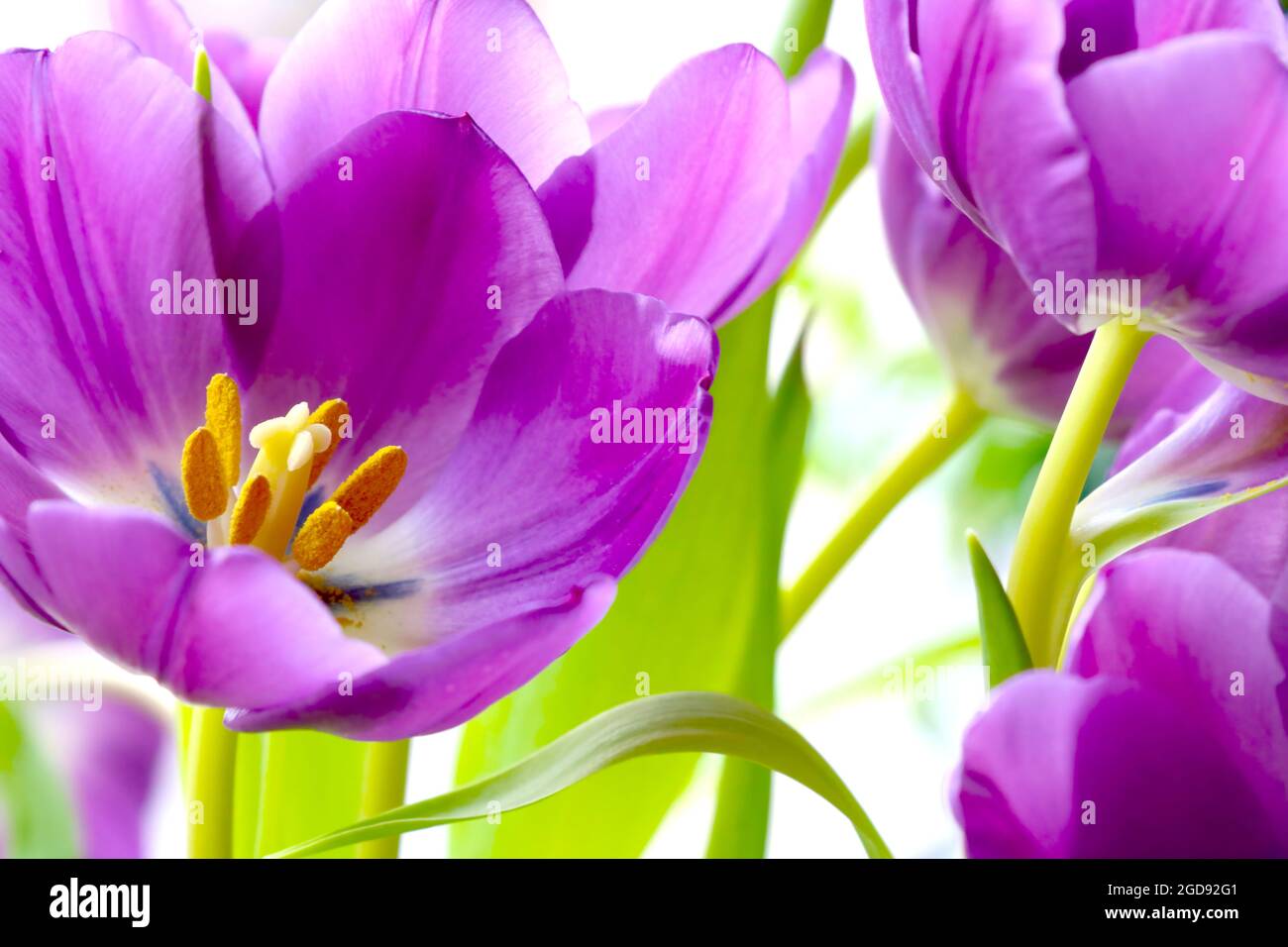 I tulipani fioriscono nel bouquet. Congratulazioni per una vacanza o Buon compleanno. Foto Stock