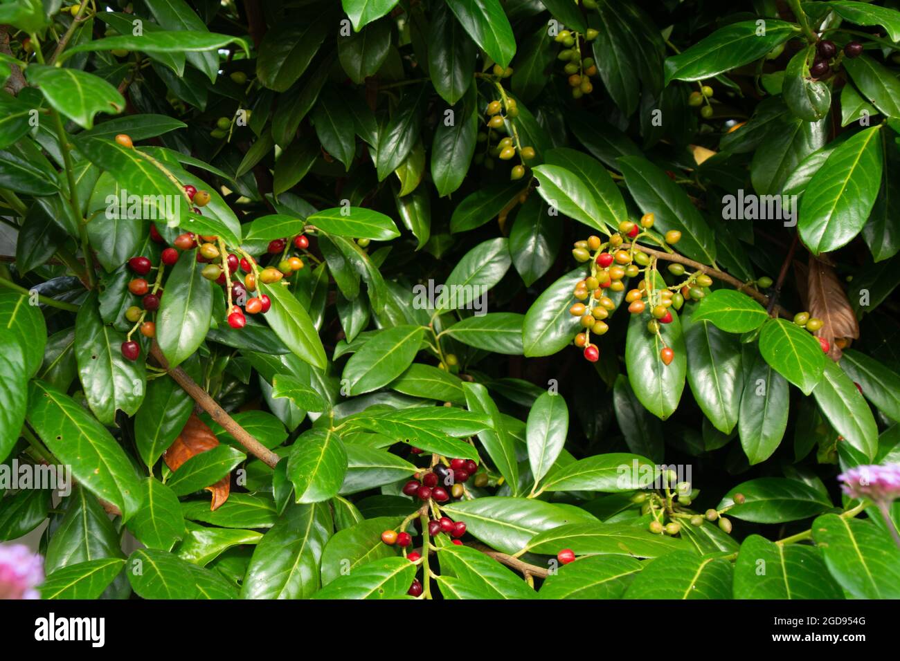 cespuglio d'alloro inglese in tarda estate con frutta verde e rossa illuminata dal sole della sera Foto Stock