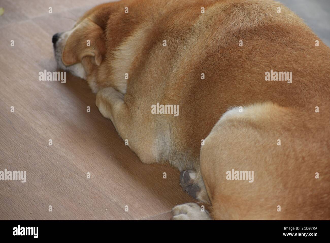 Carino cane da notte, cane che dorme, il mio migliore amico carino cucciolo sta dormendo sullo stesso colore sfondo piastrella pavimento, molto carino cucciolo, cane cucciolo, riposo Foto Stock