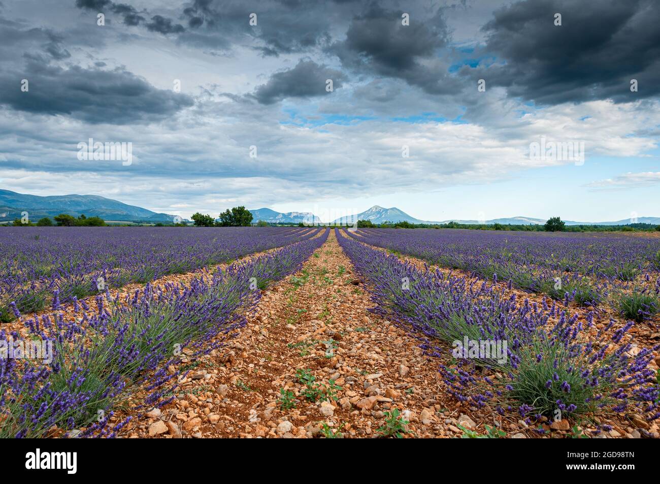 Champ de Lavandin en Provence ∞ campo di Lavandine in Provenza - Francia Foto Stock