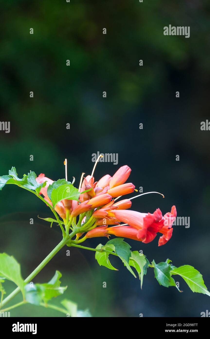 bignonia fiore Foto Stock