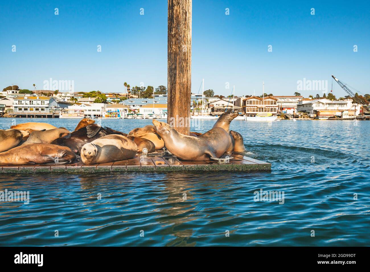 Un molo galleggiante con leoni marini e la silhouette della città di Morro Bay sullo sfondo, la splendida costa centrale della California Foto Stock