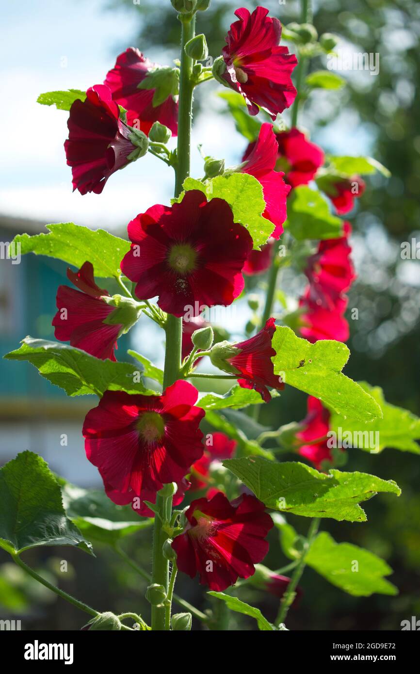 Molti fiori rossi di mallow sul gambo di una pianta in una giornata di sole. Foto Stock