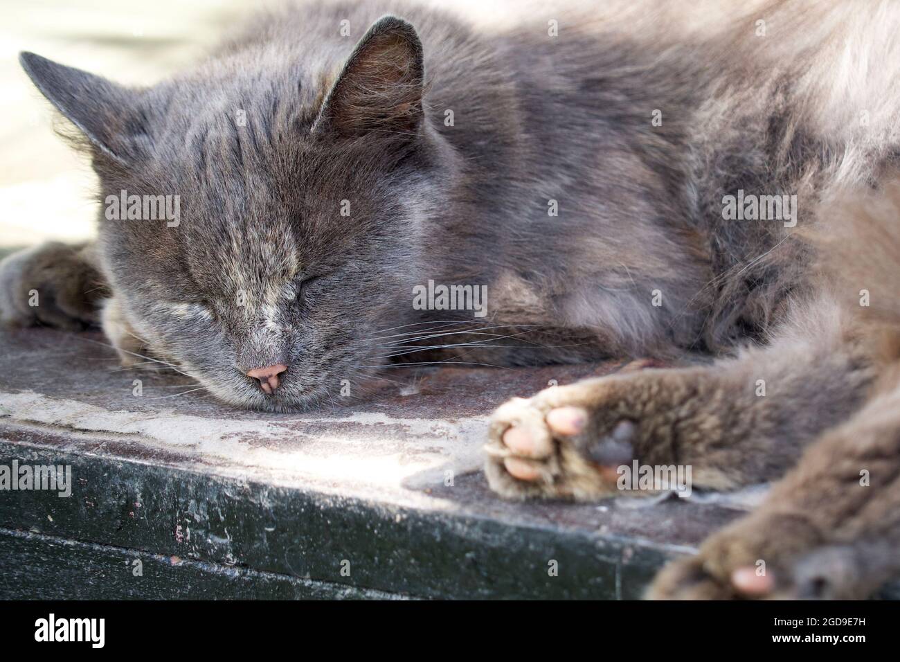 Il gatto grigio soffio domestico sta dormendo. Foto Stock