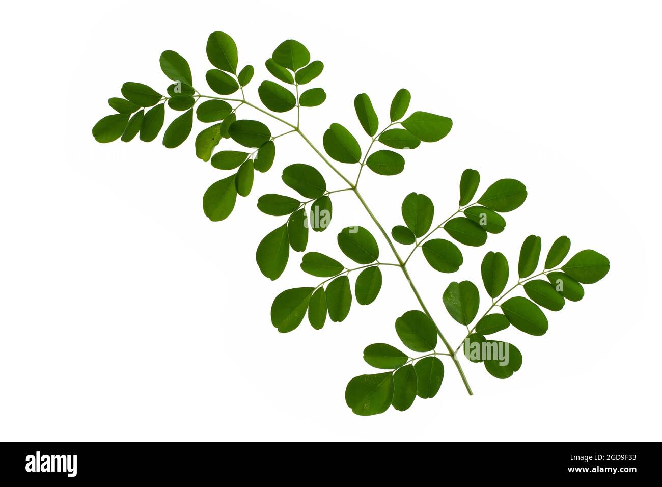 Moringa oleifera isolato su sfondo bianco Foto Stock