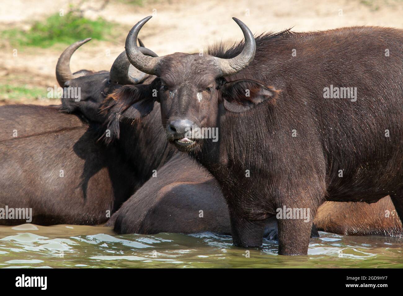 la riva del fiume dei bufali africani in Uganda Foto Stock