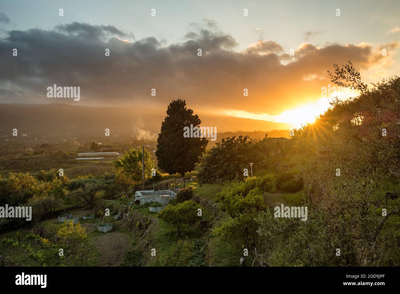 Piccola azienda agricola con oliveti e uva durante il magnifico tramonto in Sicilia, Italia Foto Stock