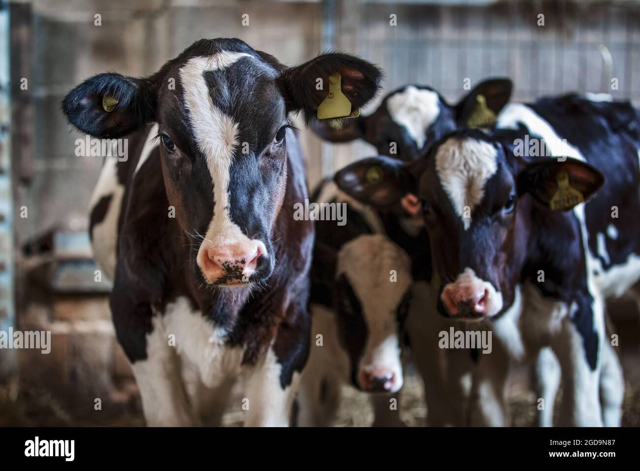 Curioso gruppo di vitelli in una penna Foto Stock