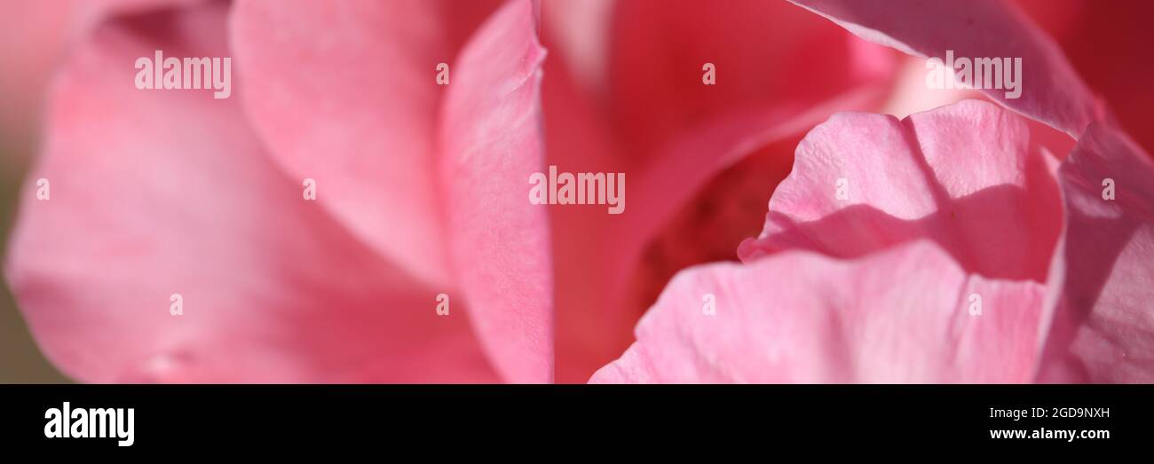Closeup di bella rosa con ampio sfondo petali Foto Stock