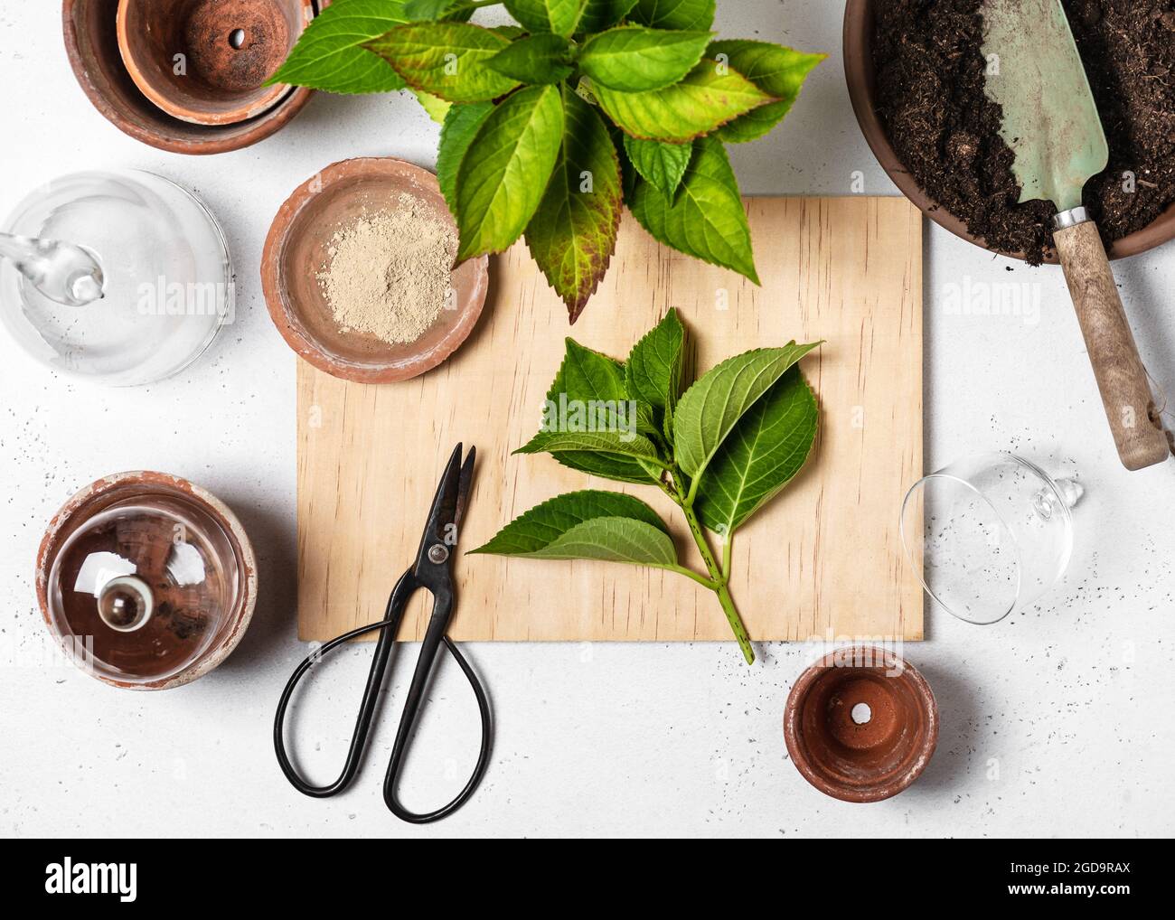 Come iniziare una pianta di fiore di hydrangea. Fusto non fiorente con molte foglie di propagazione. Crescere hydrangeas da talee Foto Stock