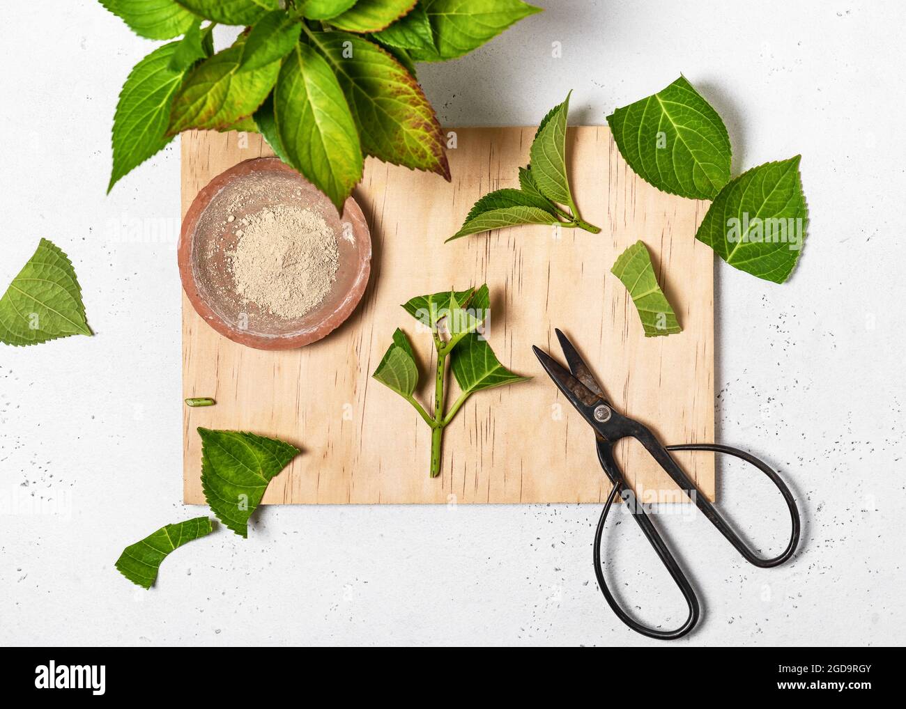 Tagliare ogni pezzo sopra il nodo dove le foglie si attaccano allo stelo. Fase di propagazione 1. Crescere hydrangeas da talee. Vista dall'alto. Foto Stock