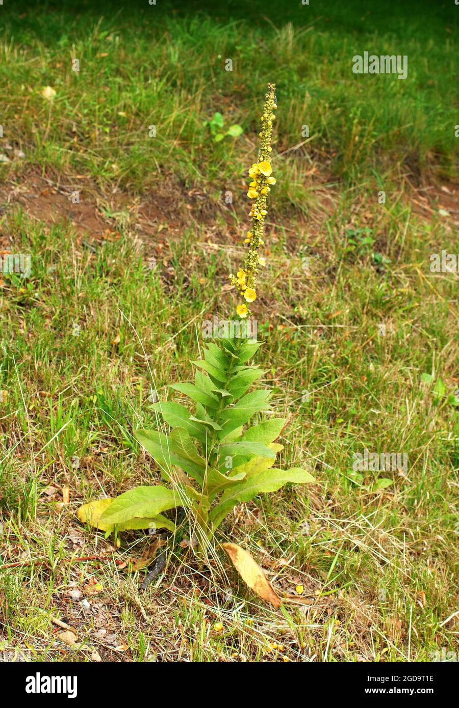 Pianta fiorente di Verbascum thapsus in habitat naturale. Nota anche come grande mulleina, maggiore mulleina, o comune mulleina. Foto Stock