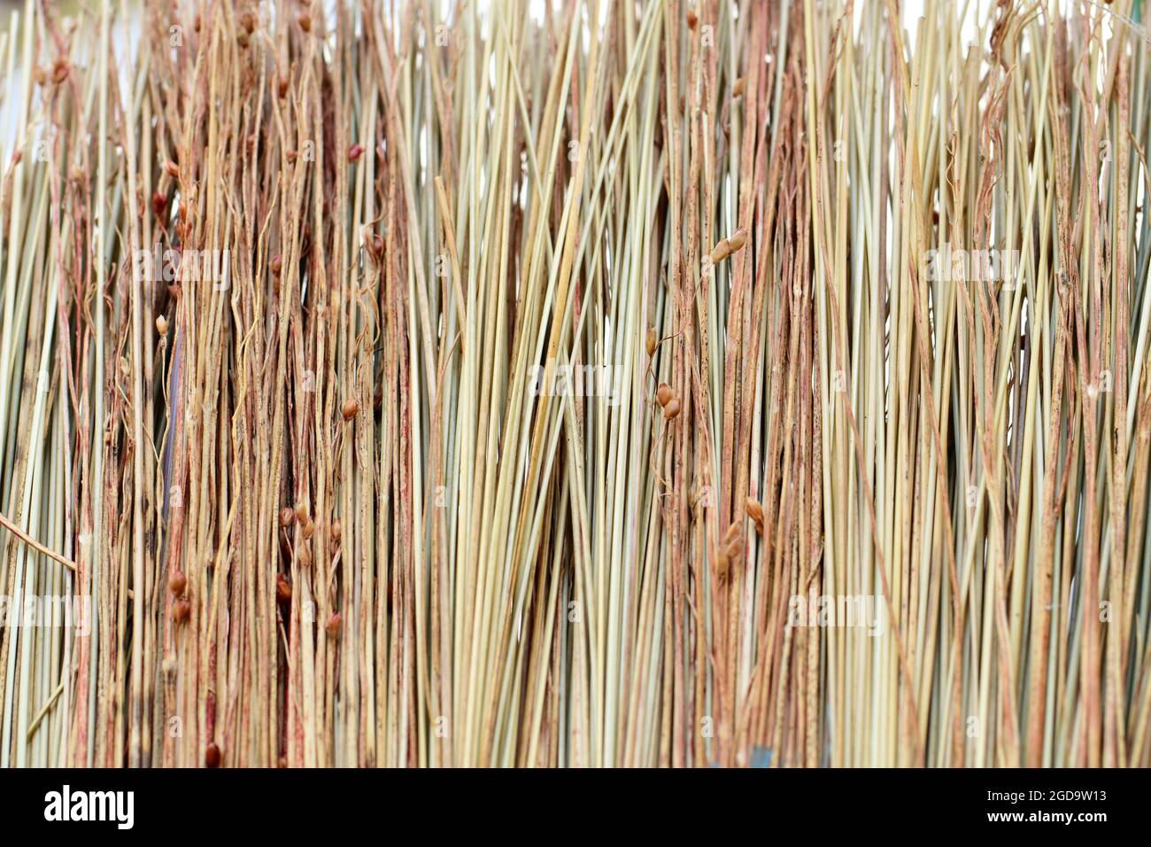 Una scopa di paglia da vicino Foto Stock